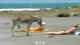 Bà già mất hai trống ...
