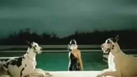 Người tình clip sẽ m ...